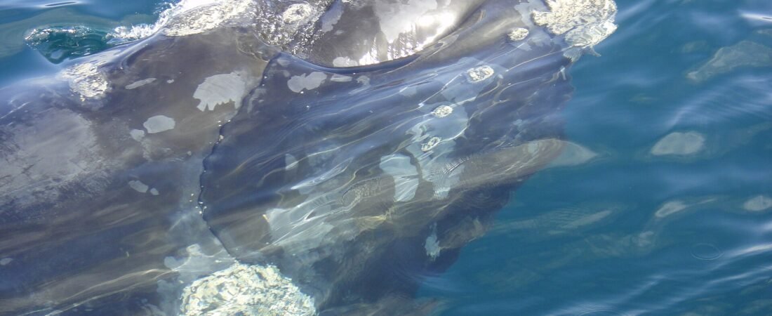 La ballena franca austral