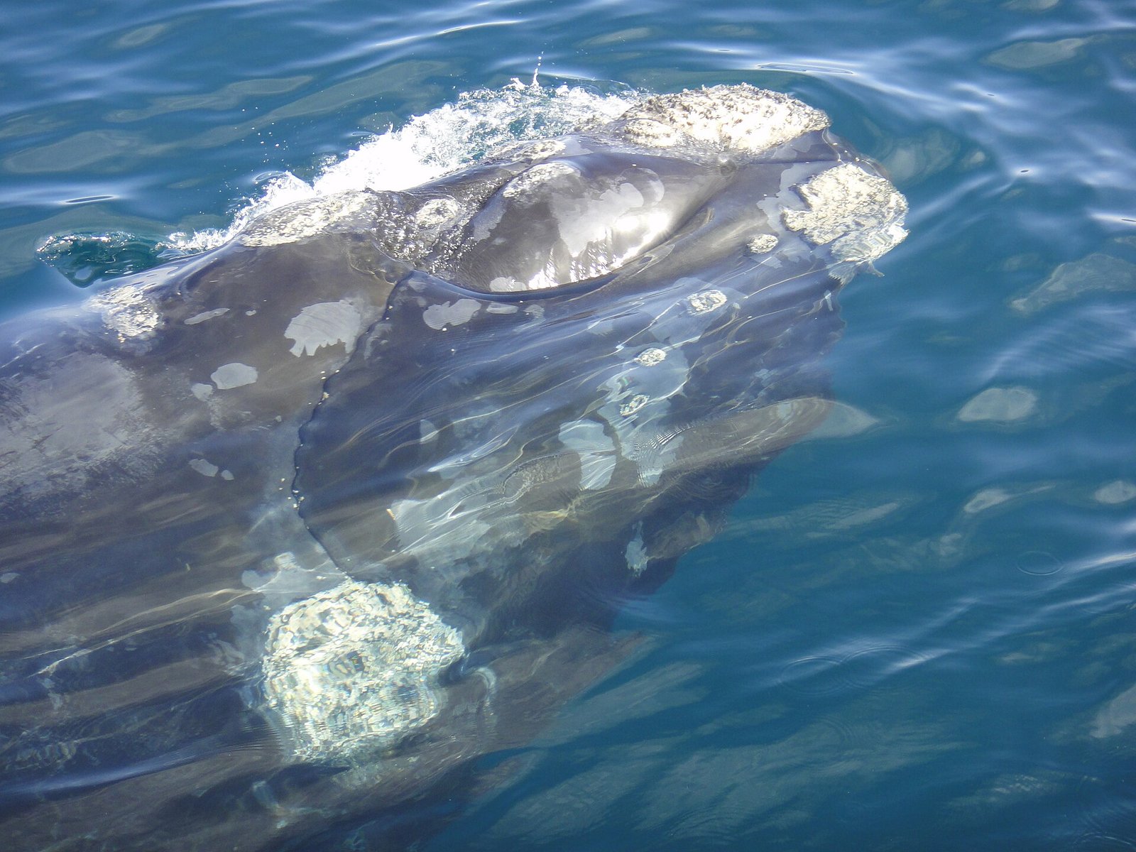 The Southern Right Whale of Valdes Peninsula
