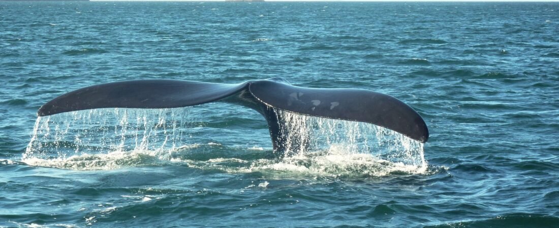 Whale Watching in Puerto Madryn: Boat Tours from Puerto Pirámides