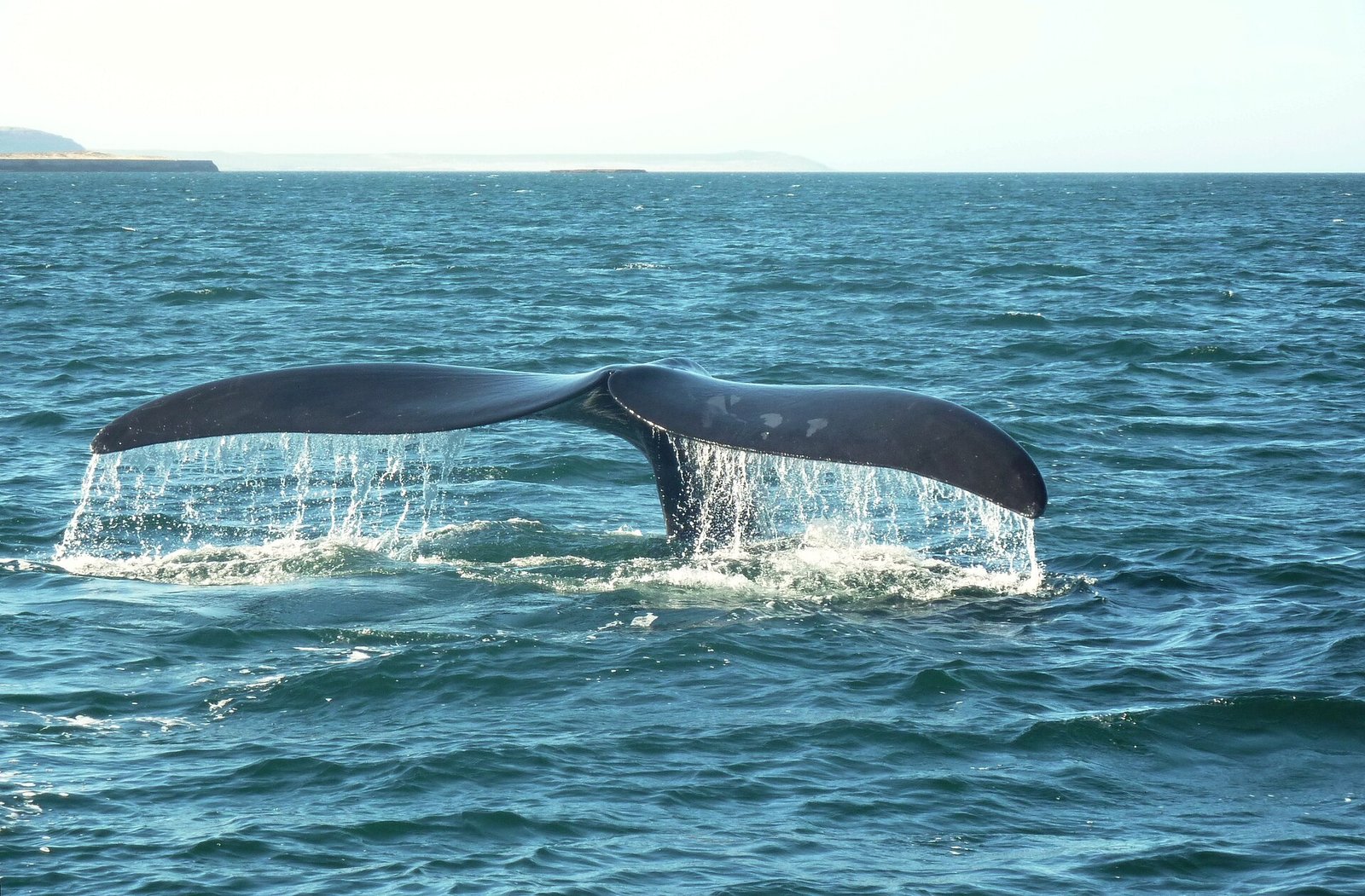 Whale Watching in Puerto Madryn: Boat Tours from Puerto Pirámides