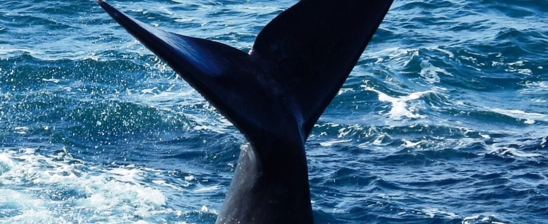 El Doradillo: Whale Watching from the Shore in Puerto Madryn