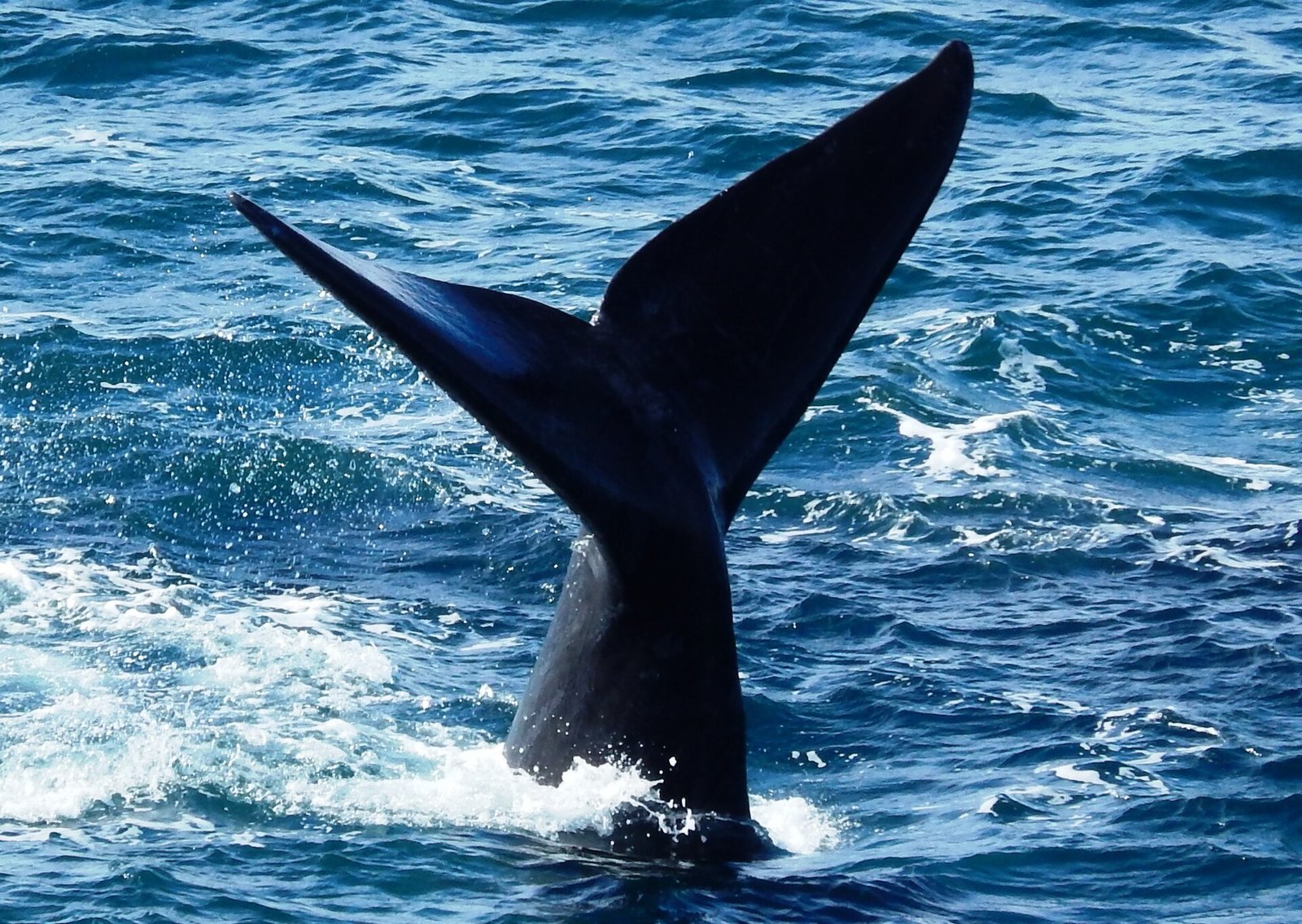 El Doradillo: Whale Watching from the Shore in Puerto Madryn