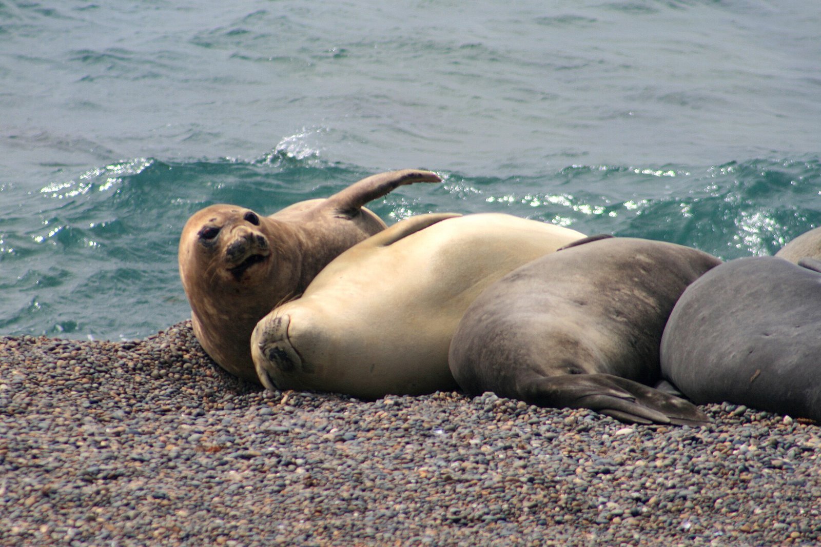 Elephant Seals and Sea Lions of Valdes Peninsula