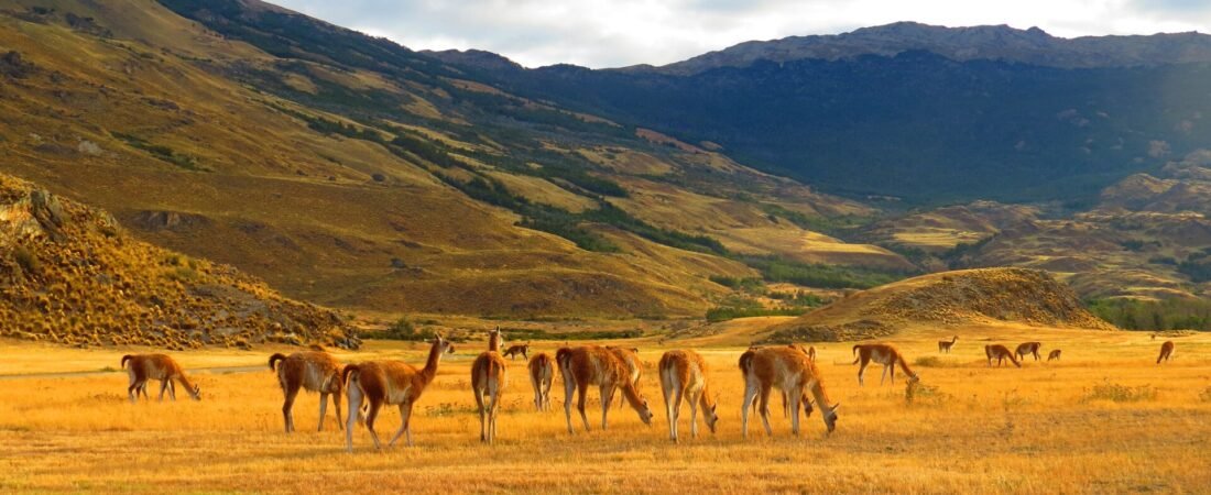 Bahía Bustamante Tour: Seaweed Village, Islands and Petrified Forest