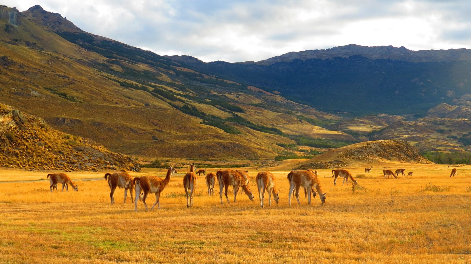 Patagonian Steppe Wildlife and Plants: Guanacos, Maras and Rheas