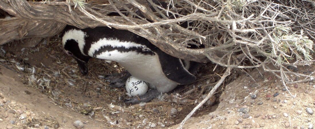 The Magellanic Penguin: Facts and Where to See It near Puerto Madryn
