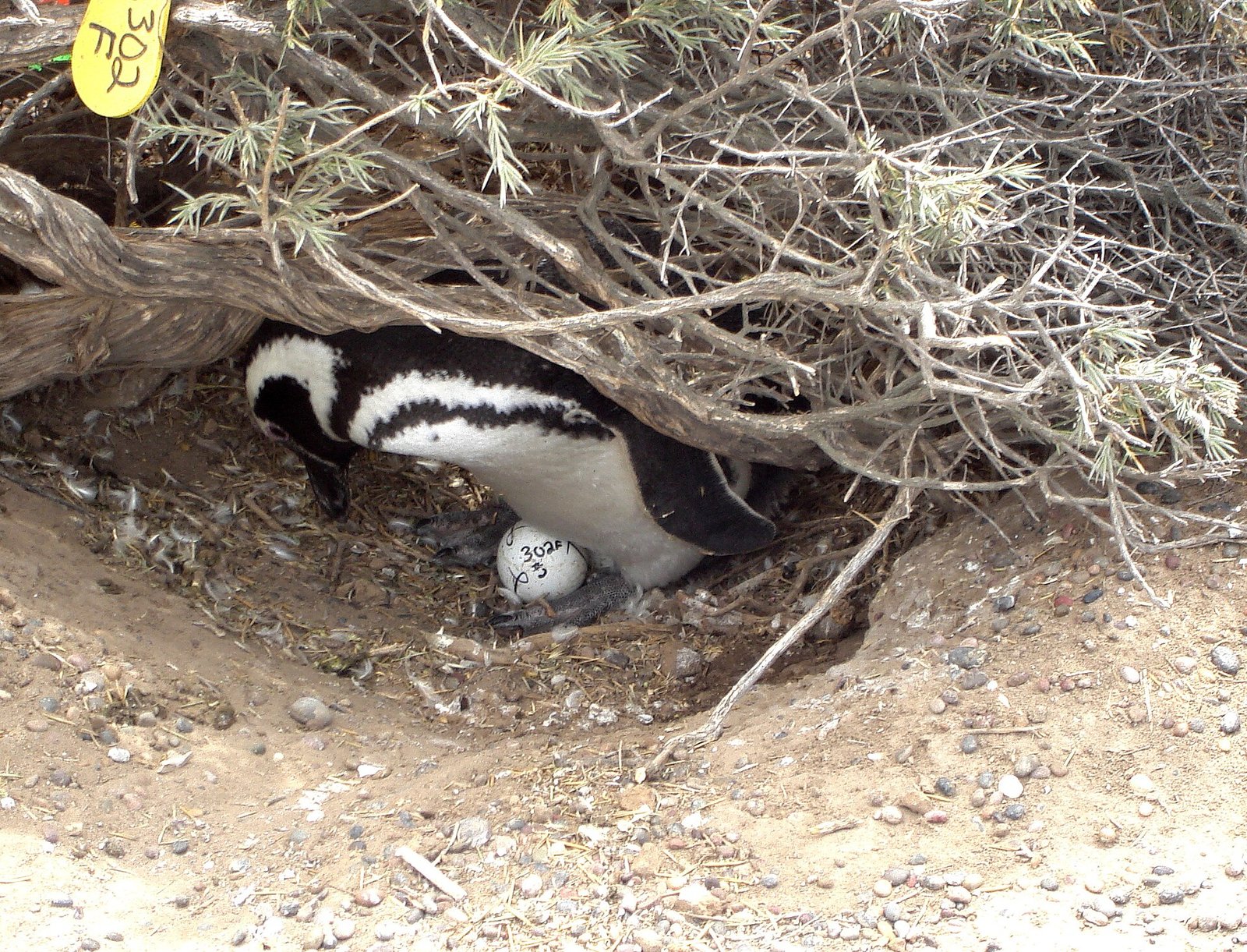 Punta Tombo Penguin Colony Tour from Puerto Madryn